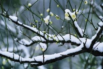 与薛肇明奕棋赌梅花诗输一首