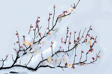 对雪赠徐秀才