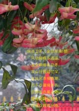 卫矛
