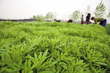 蒌蒿宜作河豚羹
