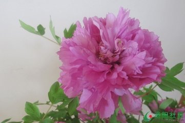 满庭芳（寿妻）