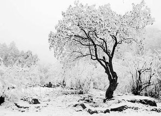 赵成伯家有姝丽仆忝乡人不肯开樽徒吟春雪谨