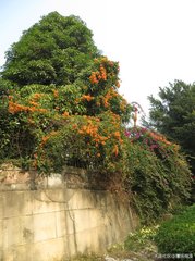 寒雨中偶赋