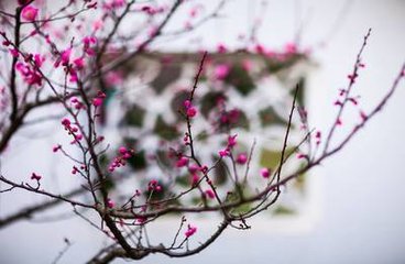 念奴娇·疏疏淡淡