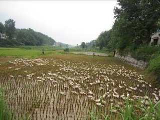 夏日寄高洗马