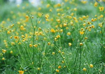 吉水县酬夏侯秀才见寄