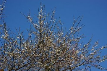 塾楼春集次日和儿辈韵