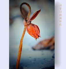 荷叶杯·一点露珠凝冷