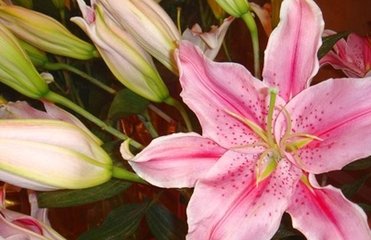 窗前作小土山蓺兰及玉簪最後得香百合并种之