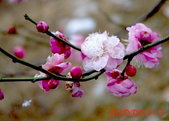 卜算子·客里见梅花