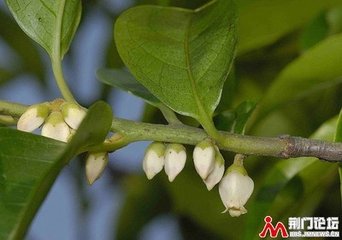 寺中柿树一蒂四颗咏应制
