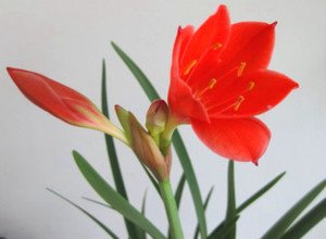 题钱舜举写生五首·水仙兰