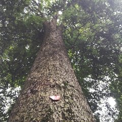 县舍不种花惟栽楠木冬青茶竹之类因戏书七言