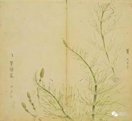 泽泻