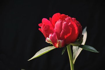 芍药歌（一本作王司马红芍药歌）