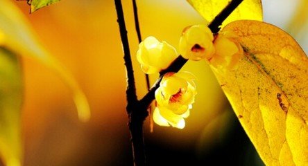 菩萨蛮·小春撋就双桃靥