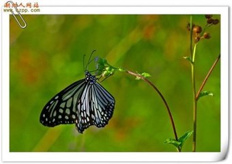 蝶恋花·何物能令公怒喜