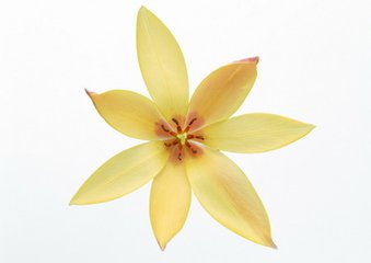 故相国苗公挽歌