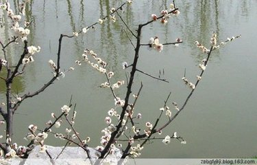 眼儿媚 咏梅