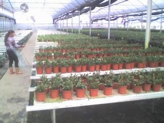 应製赏花钓鱼