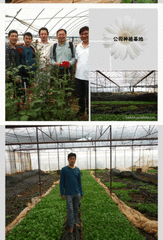 邦人献芍药四种日御爱红日霓裳红日缀珠冠子