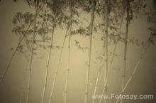 竹枝词·瞿塘峡口水烟低