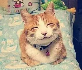 灵猫