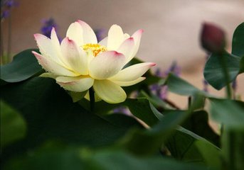 京兆府新栽莲 时为周至尉趋府作
