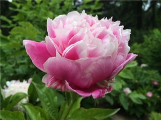 陈石泉送芍药花