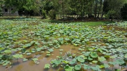 柳州二月榕叶落尽偶题