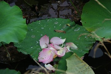 减字木兰花·淮天不断