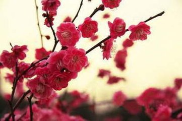 唐儿歌〈杜豳公之子〉