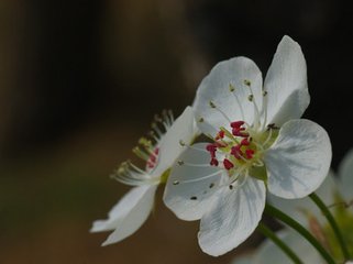 谢秀才有妾缟练，改从于人，秀才引留之不得，后生感忆......其三