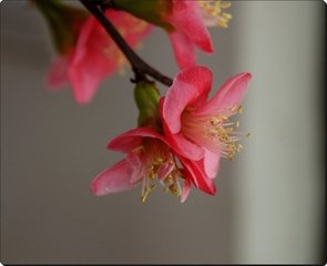 癸酉立春冲雪观梅