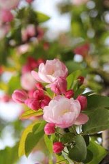 同诸客携酒早看樱桃花