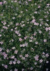 醉蓬莱（廷评庆寿）
