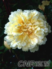 见紫薇花忆微之