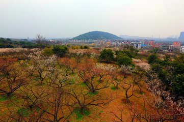 东园赏红梅