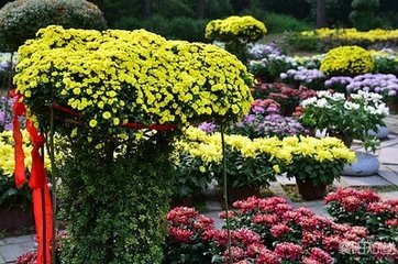 襄阳赋秋日江梅菊花