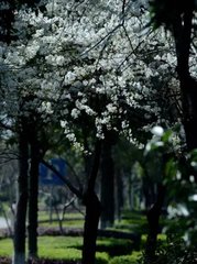 九华观看花