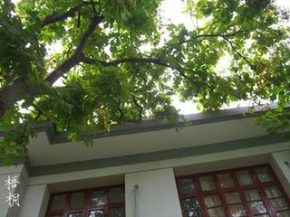 望仙门·紫薇枝上露华浓