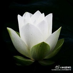 常大夫挽词