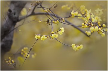 和三十郎蜡梅韵