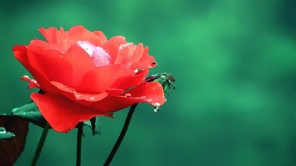 野菊（又见《孙逖集》，题作咏楼前海石榴）