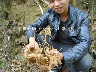 野节鞭