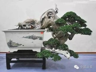 咏盆池