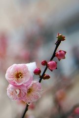 胡捣练·小亭初报一枝梅