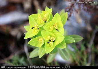 续随子