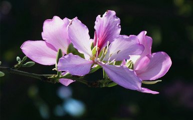昨叶何草