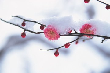 菩萨蛮·层层细剪冰花小